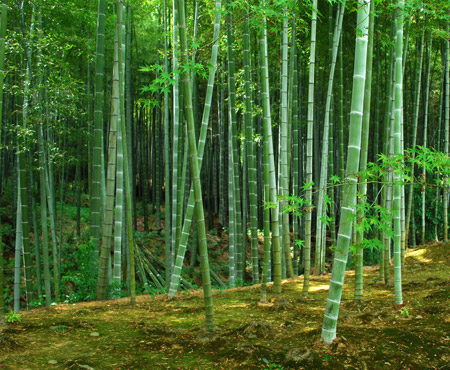 种植竹子的生态绿化效益