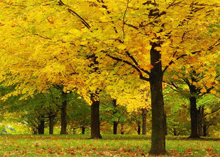 北方地区秋天哪些树木品种的叶子会变黄？