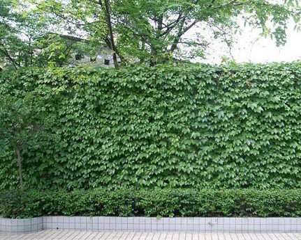 适合做篱笆围墙的植物有哪些种类？