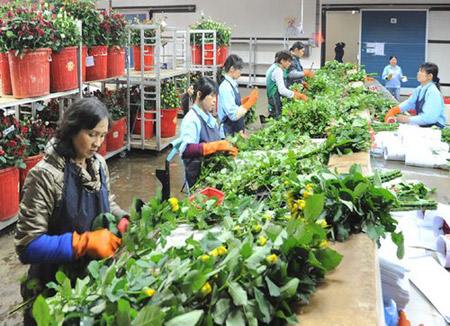 中国花卉出口日本持续增加