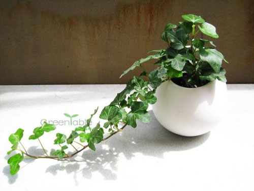 盆栽常春藤应该放在室内什么位置比较好？