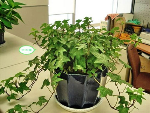 室内养殖盆栽常春藤的作用和好处