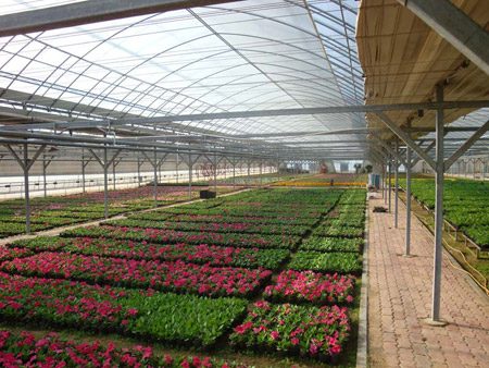 家庭盆栽花卉的温室栽培管理技术