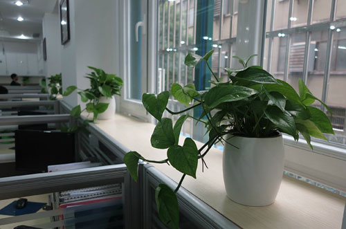 办公室盆栽植物的风水学知识
