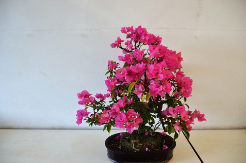 植物花卉三角梅适合在室内养殖吗？