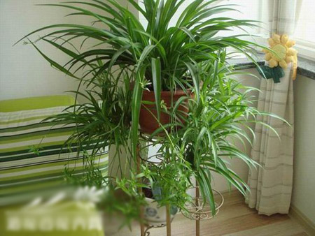 家里盆栽植物吊兰的作用有哪些？