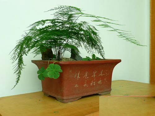 家里盆栽文竹的养殖方法和注意事项