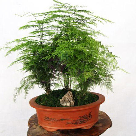 盆栽文竹的冬季室内养殖方法