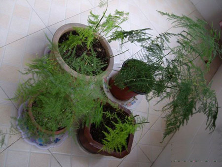 文竹的习性：文竹是喜阴植物还是喜阳植物？