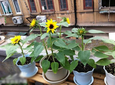花友分享：详细记录矮向日葵的种植方法