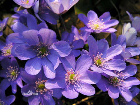 花卉植物紫罗兰图片及简介