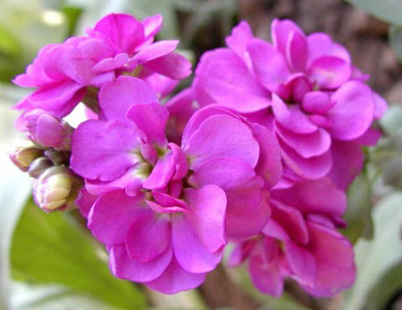 紫罗兰的花期是什么时候？怎么让紫罗兰四季开花？