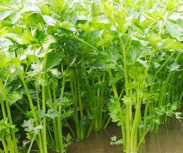 家庭种菜：芹菜的种植方法