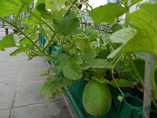 阳台适合种什么蔬菜？适合阳台种植的蔬菜种类有哪些？