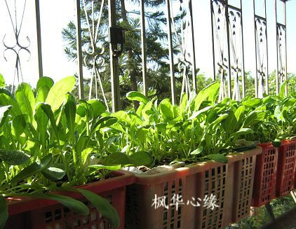 家庭阳台种菜用什么肥料？阳台种菜怎么施肥？