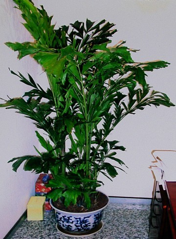 室内观叶植物鱼尾葵的生长习性和养殖方法
