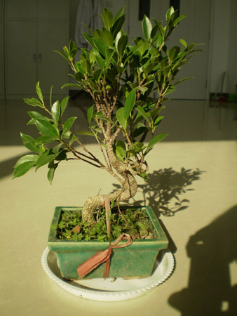 榕树盆景的造型方法：榕树气根怎么养才能长出来？