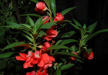 凤仙花的生长习性和繁殖方法介绍