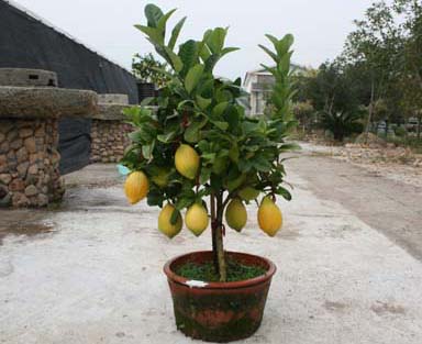 柠檬树盆栽技术:盆栽柠檬的养殖方法和注意事项