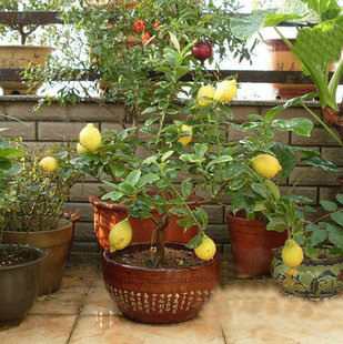 盆栽柠檬落果是什么原因？盆栽柠檬落果怎么办？