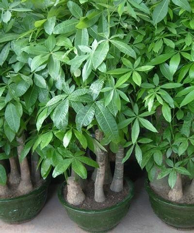 室内盆栽植物发财树的生长习性和栽培养护要点