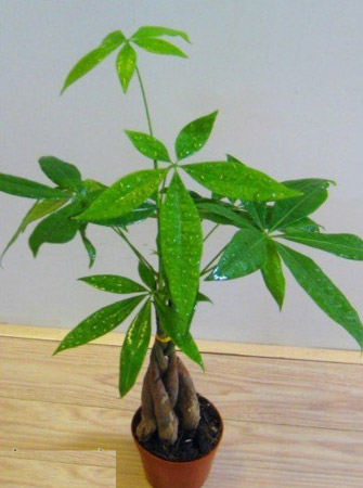 盆栽发财树怎么养？发财树的养殖方法和注意事项