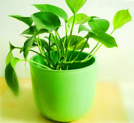 室内盆栽植物绿萝的作用——净化空气吸收异味