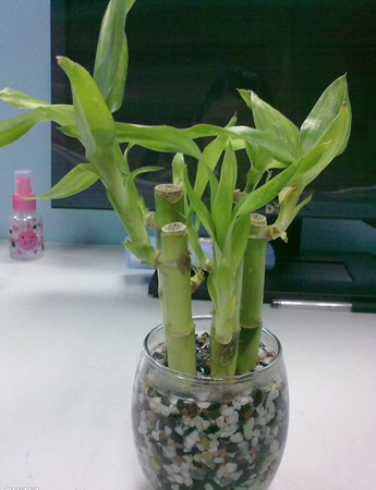 富贵竹盆栽的养护方法和注意事项