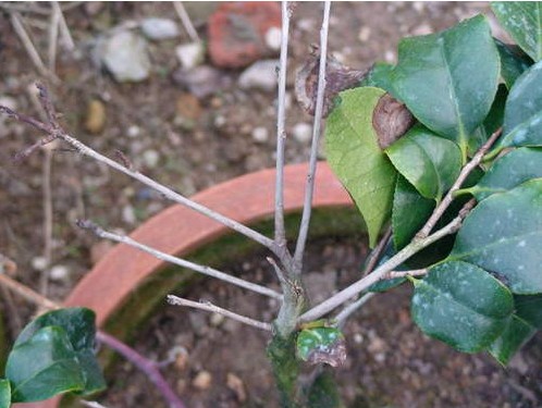 盆栽茶花落叶是什么原因？茶花落叶怎么办？