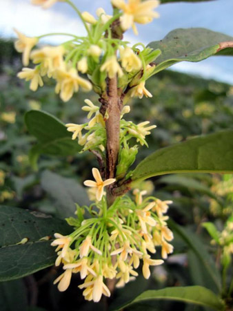 日香桂的生长习性和盆栽养殖技术
