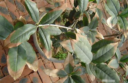 桂花树的种植技术：桂花树常见病害症状及防治方法