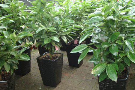 平安树的种植技术：平安树的常见病虫害症状及防治方法