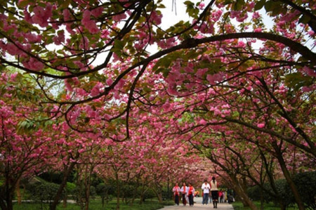 重庆南山植物园樱花什么时候开放？几月份开放？