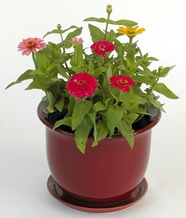 夏季家庭盆栽花卉植物的养护管理方法