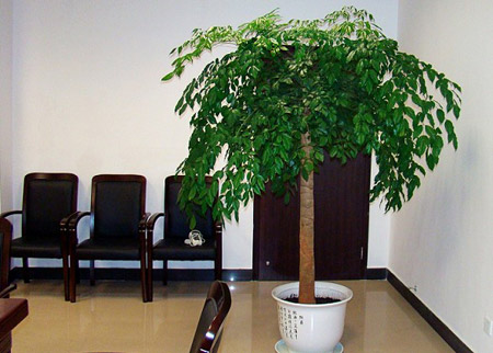 室内盆栽幸福树怎么养？幸福树的养殖方法和管理要点