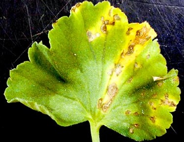 天竺葵的种植技术：天竺葵叶斑病的症状及防治方法