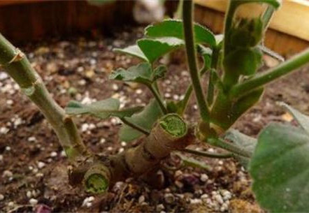 冬季家庭盆栽天竺葵越冬管理要点及修剪方法