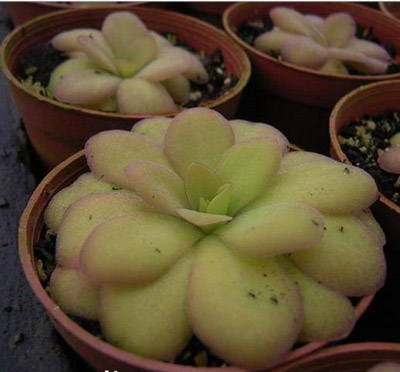 食虫植物图片及品种名称——苹果捕虫堇