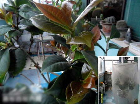 北方地区春季阳台种植茶花的养护管理方法