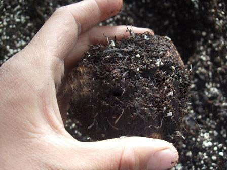 养花土壤怎么消毒？给土壤消毒有哪几种方法？