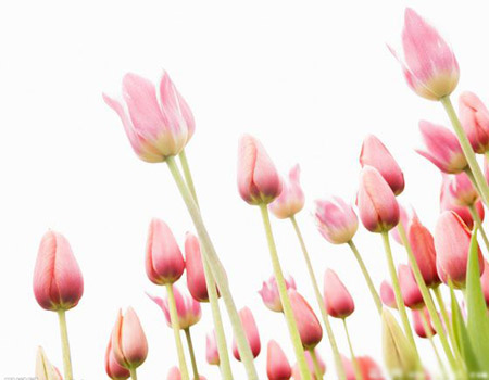 粉色郁金香的花语是什么？