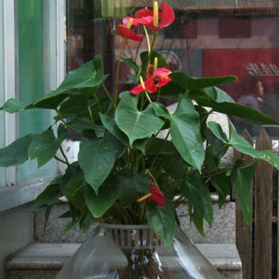 气温降到多少度家庭盆栽花卉植物需要放入室内过冬？