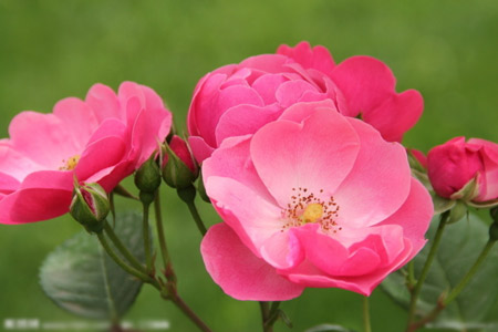野蔷薇的生态习性和生长环境介绍