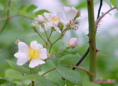 野蔷薇种子播种方法和种植栽培技术