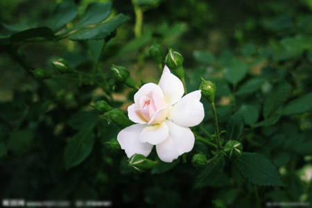 野蔷薇花怎么繁殖？野蔷薇的扦插繁殖和压条繁殖方法介绍
