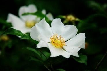 野蔷薇的种植技术：野蔷薇的常见病虫害及其防治方法介绍