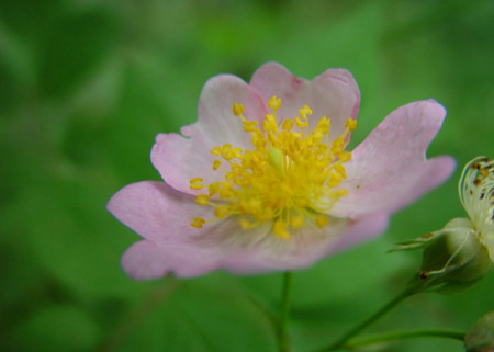 野蔷薇的常见品种分类