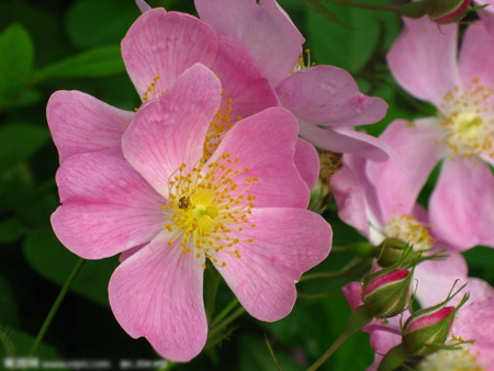描写野蔷薇花的诗词歌赋欣赏