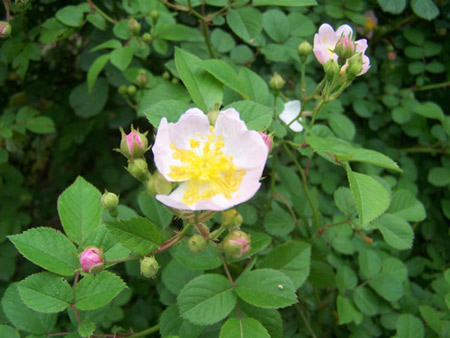 野蔷薇花的花语是什么？