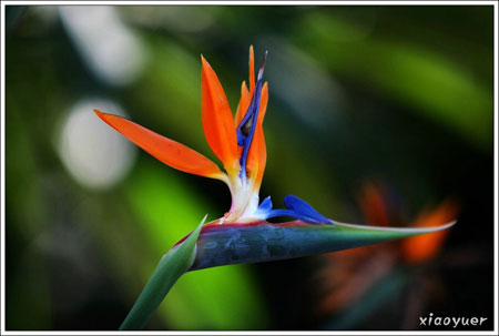 花卉植物天堂鸟的主要种植区域和分布区域